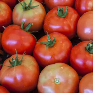 Italy, Venice. Tomatoes on display and for sale in the Rialto Market