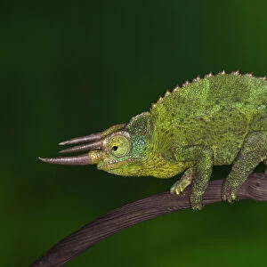 Jacksons Chameleon, Chameleo jacksoni, Kenya
