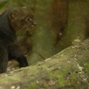 Jaguarundi (Herpailurus yaguarondi) a Amazon Rain Forest. ECUADOR. South America