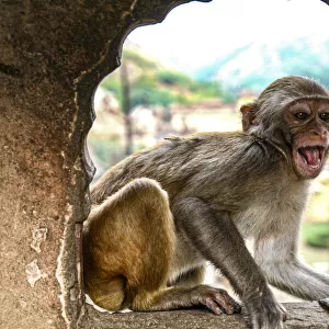 Jaipur, India, Monkey Temple, laughing Macaque