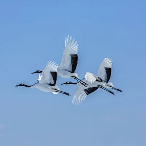 Japan, Hokkaido. Japanese cranes flying. Credit as: Jim Zuckerman / Jaynes Gallery / DanitaDelimont