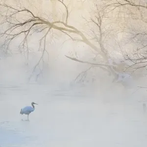 Japan, Hokkaido, Tsurui. Hooded crane walks in river at sunrise