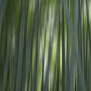 Japan, Kyoto. Abstract of Arashiyama Bamboo Grove. Credit as