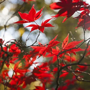 Japanese Mapel in Autumn colour, Westonbirt, Gloucestershire, England, UK