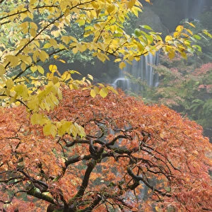 Japanese maple (Acer palmatum) in autumn color, Portland Japanese Garden, Oregon