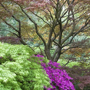 Japanese maples and pink Azalea (Rhododendron sp ) MO Botanical Gardens, St Louis