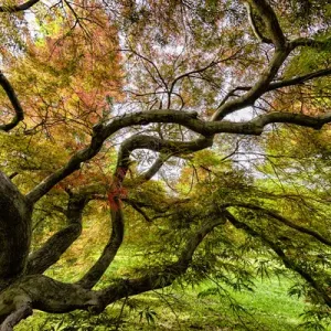 Japanese Threadleaf Maple Tree, Cave Hill Cemetery, Louisville, Kentucky