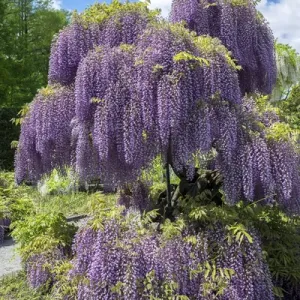 Japanese Wisteria, Longwood Gardens, Kennett Square, Pennslyvania, USA