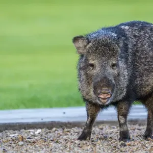 Ajo Javelina Print