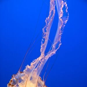 Jellyfish display at the Monterey Bay Aquarium in Monterey, California