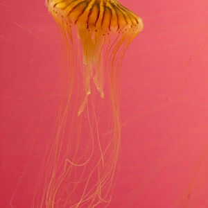 Jellyfish, Shedd Aquarium, Chicago, Illinois, USA