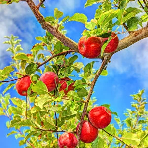 Jonagold Apples on Trees, Yakima Valley, Eastern Washington State, USA