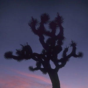 Joshua Trees at sunset (Yucca brevifolia) Hidden Valley, Joshua Tree National Park