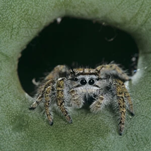 Jumping Spider, Salticidae, adult on Texas Prickly Pear Cactus (Opuntia lindheimeri)