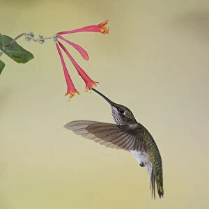 Juvenile male Ruby-throated hummingbird in flight feeding on honeysuckle, Kentucky