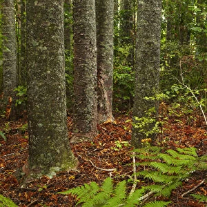Kauri Trees, Parry Kauri Park, Warkworth, Auckland Region, North Island, New Zealand