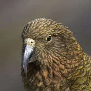 Prints of : Australia