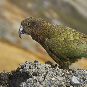 Kea (New Zealand alpine parrot, Nestor notabilis ), Mount Hutt, Canterbury, South Island