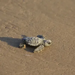 Kemps Ridley Sea Turtle Baby Print