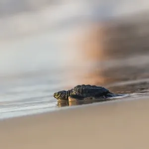 Kemps Ridley Sea Turtue (Lepidochelys kempii) hatchling