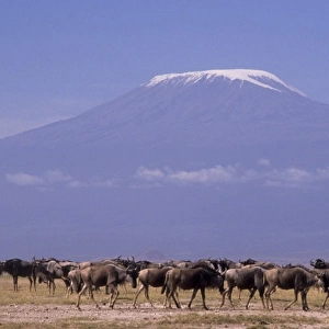 Kenya: Amboseli National Park, herd of wildebeests (Connochaestes taurinus) with