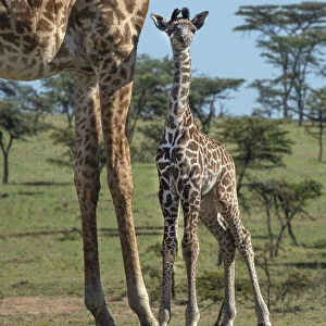 Kenya, Kenya, Masai Mara Conservancy. Group of adult giraffes