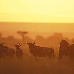 Kenya, Masai Mara