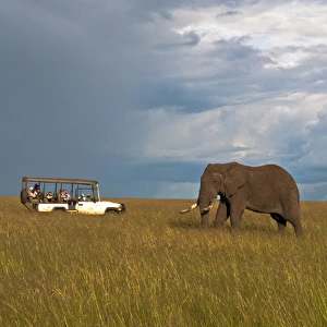 Kenya Masai Mara Africa lone giant elephant in golden sunset with grass with safari