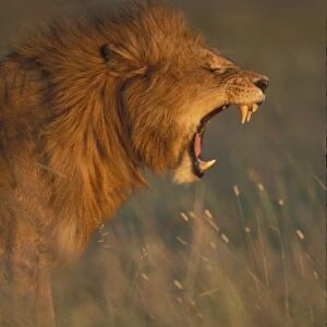 Kenya, Masai Mara Game Reserve, Adult male Lion (Panthera leo) bares teeth while