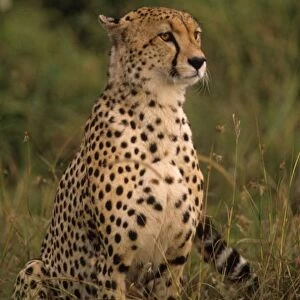 Kenya: Masai Mara, head of mating cheetah ( Acinonyx jubatus ) staring
