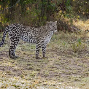 Masai Mara Leopard Print Masai Mara Leopard Print