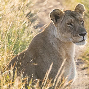 Kenya, Masai Mara National Reserve. African Lion (Panthera leo) female. 2016-08-04