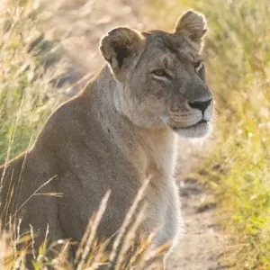 Kenya Masai Mara National Reserve Print - African Lion Female Kenya Masai Mara National Reserve Print - African Lion Female