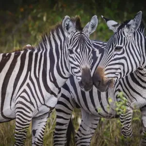 Kenya Masi Mara Print: Zebras in Unison Kenya Masi Mara Print: Zebras in Unison