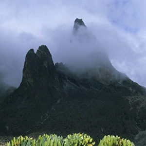 Kenya, Mount Kenya National Park, 4200 m. Teleki Valley, Giant groundsel (Dendrosenecio