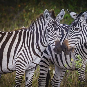 Kenya, Msai Mara, Zebras Putting Their Heads Together