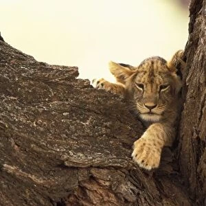 Kenya, Samburu National Game Reserve. Lion cub in tree (Panthera leo)