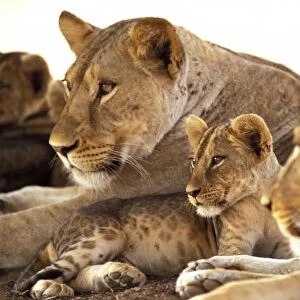 Kenya, Samburu National Game Reserve. Lion cub among female lions (Panthera leo)