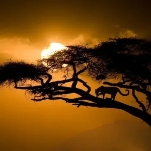 Kenya, Samburu National Reserve. Leopard silhouette in acacia tree