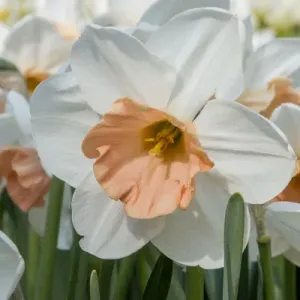 Keukenhof gardens. Netherlands Keukenhof gardens. Netherlands