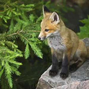 Killarney Provincial Park. Young red fox on rock