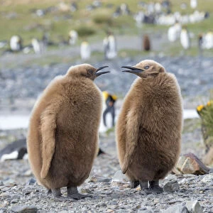 King Penguin (Aptenodytes patagonicus) rookery in Fortuna Bay. Chick in typical brown plumage