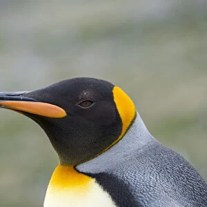 King Penguin (Aptenodytes patagonicus) rookery in St. Andrews Bay. South Georgia Island