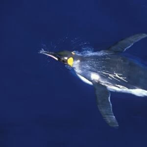 King Penguin, (Aptenodytes patagonicus), underwater, Macquarie Island, sub-Antarctic Australia
