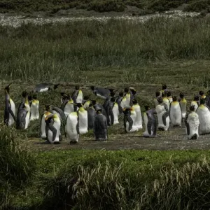 King Penguin Colony Print, Useless Bay, Tierra del Fuego King Penguin Colony Print, Useless Bay, Tierra del Fuego