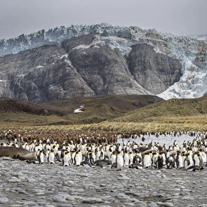 King penguin rookery on Gold Harbor. South Georgia Islands