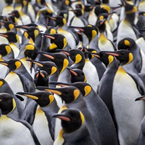 King penguin rookery at Salisbury Plain. South Georgia Islands