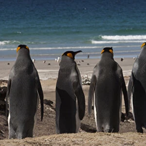 King Penguins (Aptenodytes p. patagonica). Saunders Island. FALKLAND ISLANDS