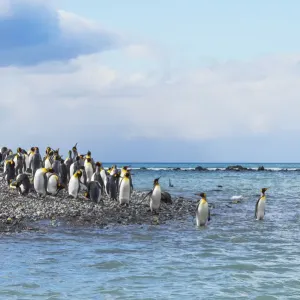 King penguins on the beach, Gold Harbour, South Georgia, Antarctica