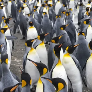 King penguins on the beach, St. Andrews Bay, South Georgia, Antarctica
